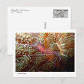 Cleaner Shrimp - 01 Briefkaart (Voorkant / Achterkant)