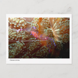Cleaner Shrimp - 01 Briefkaart