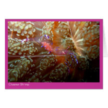 Cleaner Shrimp gift - 01 - roze