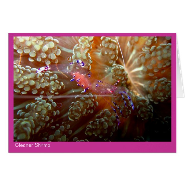 Cleaner Shrimp gift - 01 - roze (Voorkant Horizontaal)