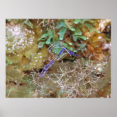 Cleaner Shrimp Poster (Voorkant)