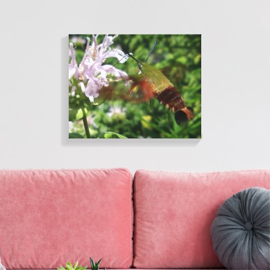 Clear Wing Hummingbird Moth Canvas Afdruk (Insitu (Woonkamer))