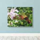 Clear Wing Hummingbird Moth Canvas Afdruk (Insitu (Houten vloer))