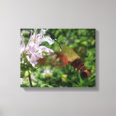 Clear Wing Hummingbird Moth Canvas Afdruk (Voorkant)