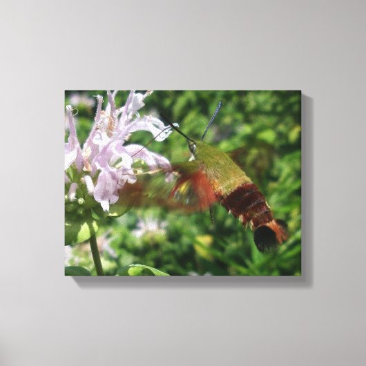 Clear Wing Hummingbird Moth Canvas Afdruk (Voorkant)