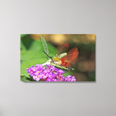 Clearings Hummingbird Hawk Moth Canvas Afdruk (Voorkant)