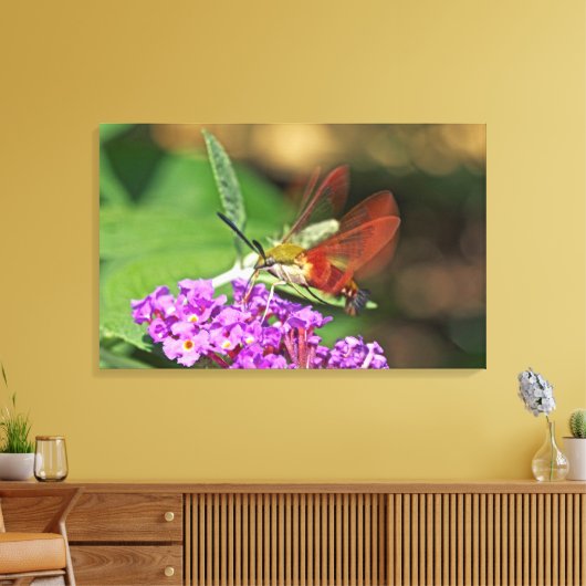 Clearings Hummingbird Hawk Moth Canvas Afdruk (Insitu (Woonkamer))