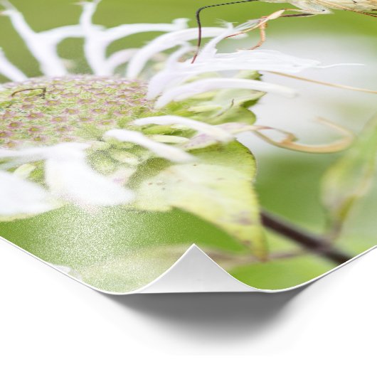 Clearling Hummingbird Moth Foto Afdruk (Hoek)