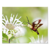 Clearling Hummingbird Moth Foto Afdruk (Voorkant)