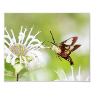Clearling Hummingbird Moth Foto Afdruk