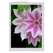 Clematis (Voorkant)