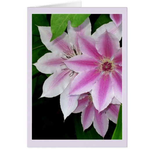 Clematis (Voorkant)