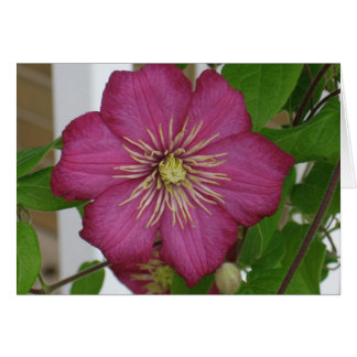 Clematis