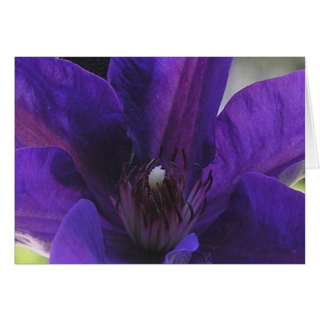 Clematis (Voorkant Horizontaal)