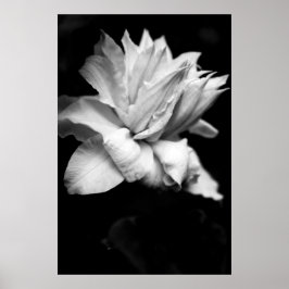 Clematis 1 Black and White Floral Photography Poster