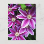 Clematis#1 Briefkaart (Voorkant)
