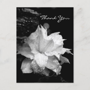 Clematis 2a Bloemen BW Foto Sympathie Dank u Briefkaart