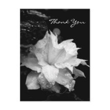 Clematis 2a Bloemen BW Foto Sympathie Dank u