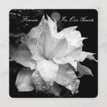 Clematis 2b Dewdrops Funeral Memorial Announement