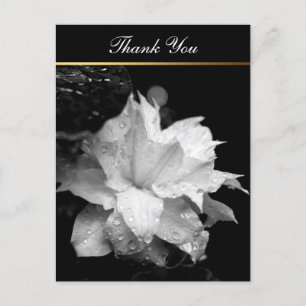 Clematis 2c Bloemen BW Foto Sympathie Dank u Briefkaart