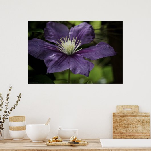 Clematis 8510 Afdruk Poster (Keuken)