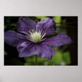 Clematis 8510 Afdruk Poster (Voorkant)