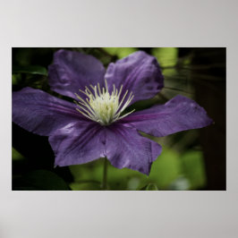 Clematis 8510 Afdruk Poster