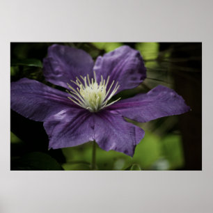 Clematis 8510 Afdruk Poster