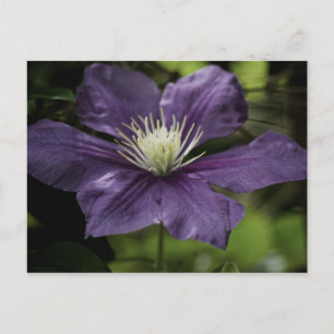Clematis 8510 Briefkaart