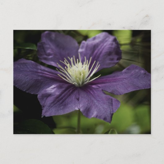 Clematis 8510 Briefkaart (Voorkant)