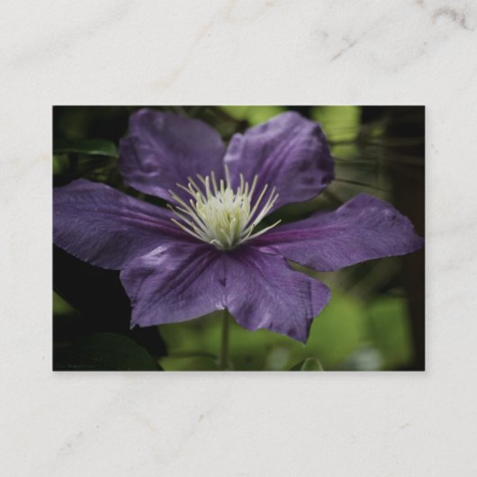Clematis 8510 Mini Print Visitekaartje (Voorkant)