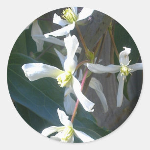 Clematis Armandii Blossom Sticker