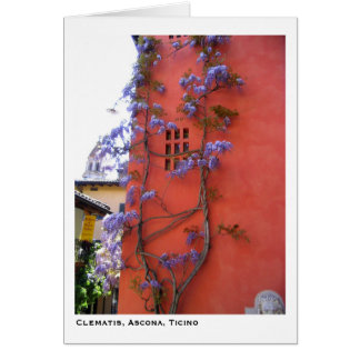 Clematis, Ascona, Ticino