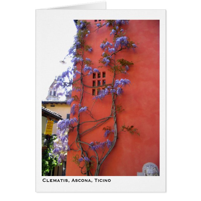Clematis, Ascona, Ticino (Voorkant)