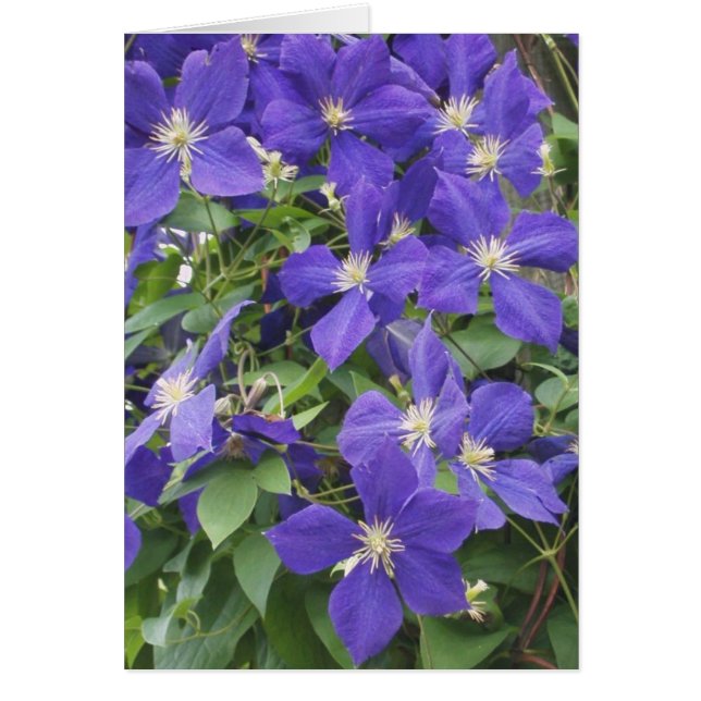 CLEMATIS, BLAUW (Voorkant)