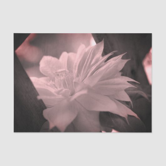 Clematis blauw en witte  ontkoppeling tissuepapier (Voorkant)