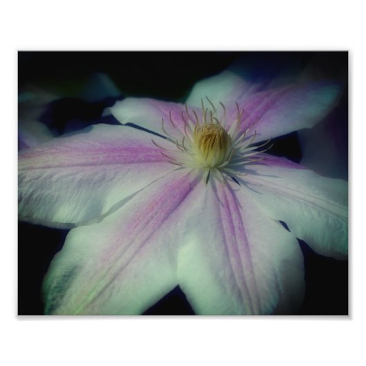 Clematis bloemblaadjes van dichtbij 8x10 foto afdruk (Voorkant)