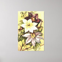 Clematis-bloemen botanische kunst canvas afdruk