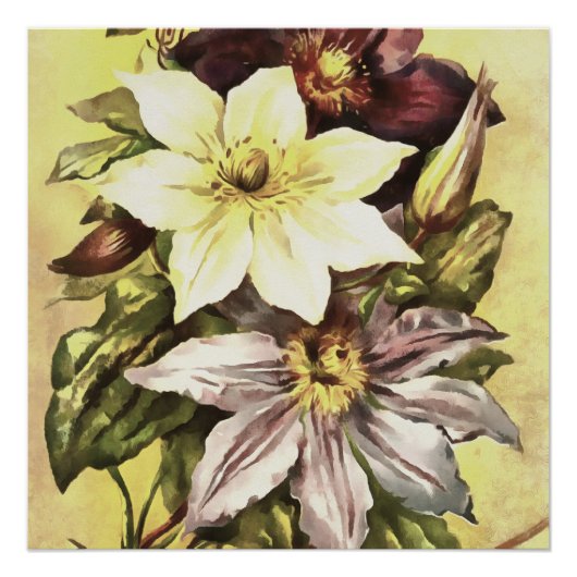 Clematis-bloemen botanische kunst perfect poster (Voorkant)