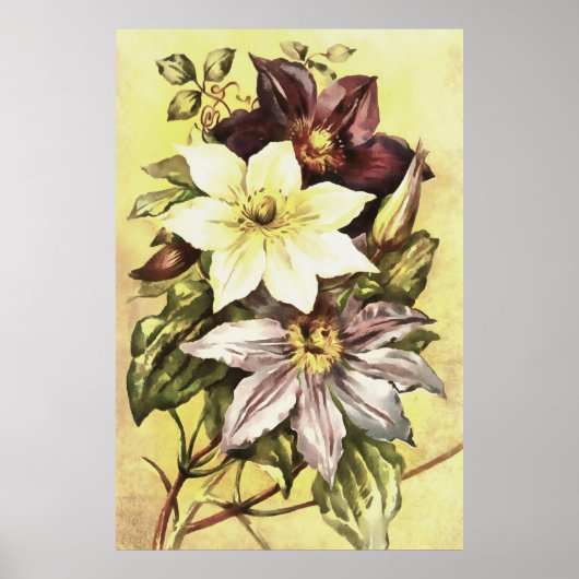Clematis-bloemen botanische kunst poster (Voorkant)