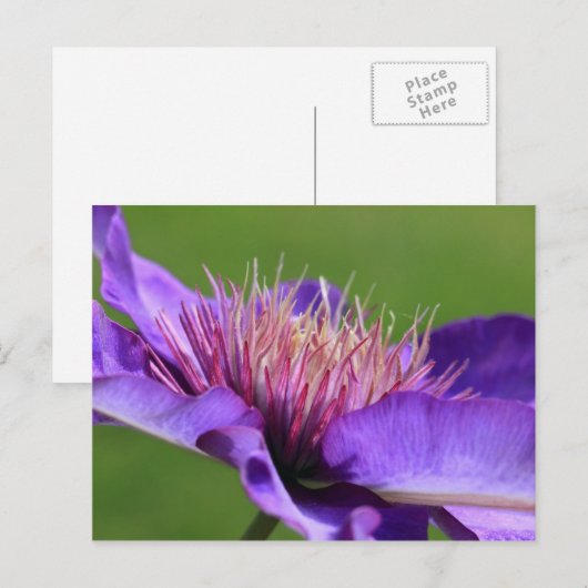 Clematis Briefkaart (Voorkant / Achterkant)