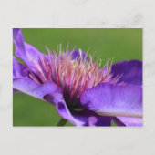 Clematis Briefkaart (Voorkant)