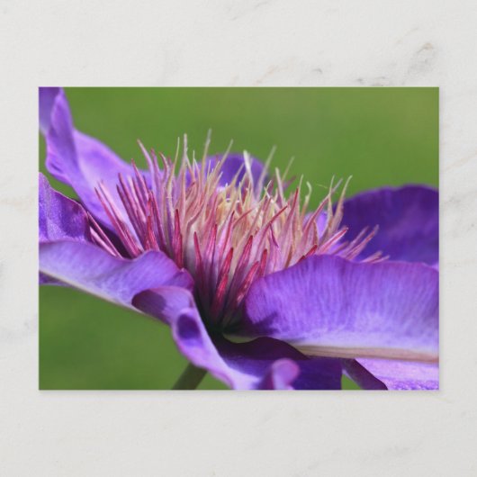 Clematis Briefkaart (Voorkant)