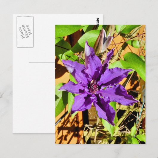 CLEMATIS BRIEFKAART (Voorkant / Achterkant)