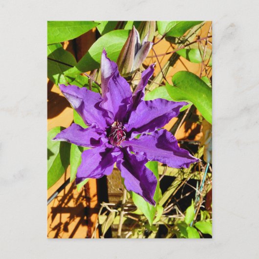 CLEMATIS BRIEFKAART (Voorkant)