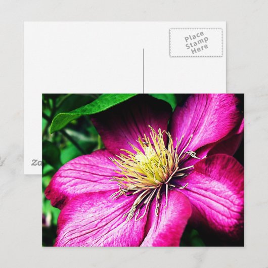 Clematis Briefkaart (Voorkant / Achterkant)