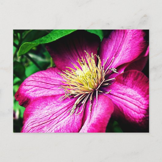 Clematis Briefkaart (Voorkant)