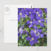 clematis briefkaart (Voorkant / Achterkant)