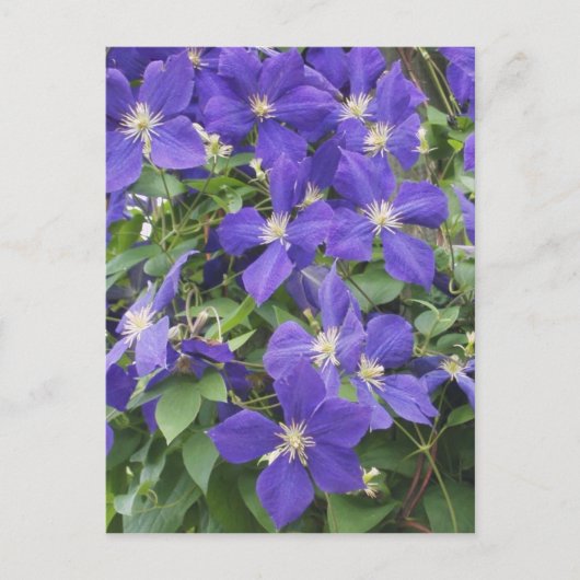 clematis briefkaart (Voorkant)