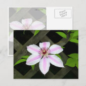 Clematis Briefkaart (Voorkant / Achterkant)